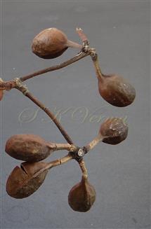  Fruits